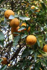 C-32 Citrange Seed citrus plant material online shopping