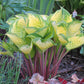 Volcano Island Hosta Plants online shopping