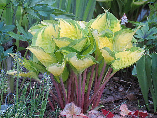 Volcano Island Hosta Plants online shopping