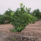 Bergamot Sour Orange Hybrid Budwood citrus plant material online shopping
