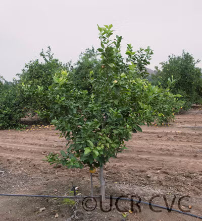 Bergamot Sour Orange Hybrid Budwood citrus plant material online shopping