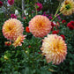 September Morn Dahlia