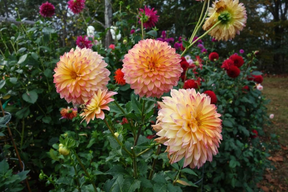 September Morn Dahlia