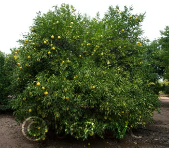 Swingle Citrumelo Seed citrus plant material online shopping
