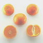 Page Tangelo Mandarin Budwood citrus plant material online shopping
