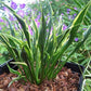 Hands Up Hosta Plants online shopping