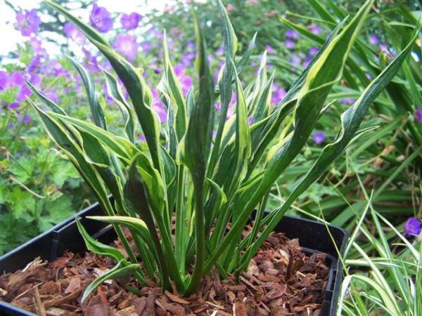 Hands Up Hosta Plants online shopping