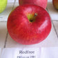 Redfree disease resistant early apple tree ripe fruit.