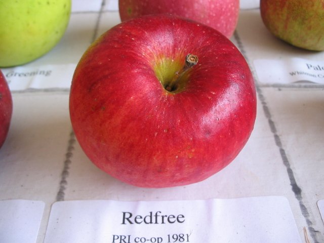 Redfree disease resistant early apple tree ripe fruit.