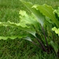 Stir It Up Hosta Plants online shopping