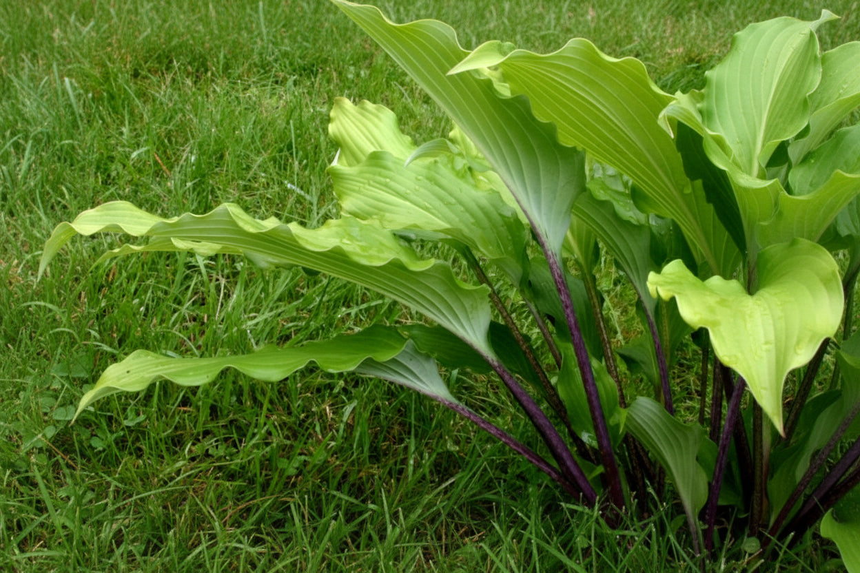 Stir It Up Hosta Plants online shopping
