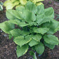 Sugar Cookie Hosta Plants online shopping