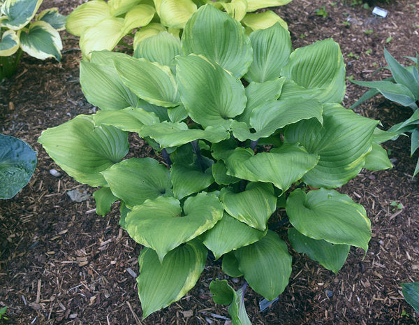 Sugar Cookie Hosta Plants online shopping
