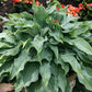 Titanium Hosta Plants online shopping