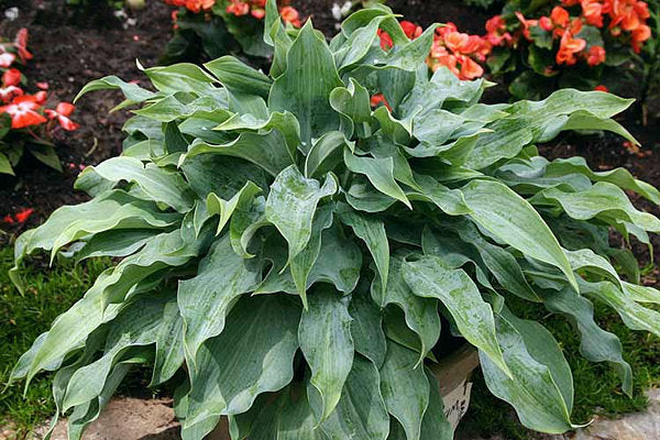 Titanium Hosta Plants online shopping