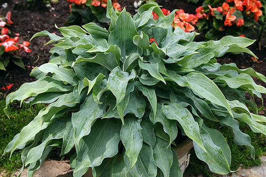 Titanium Hosta Plants online shopping
