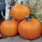 Neon F1 Pumpkin Seeds online shopping