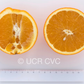 T.I. Rush Navel Orange Budwood citrus plant material online shopping