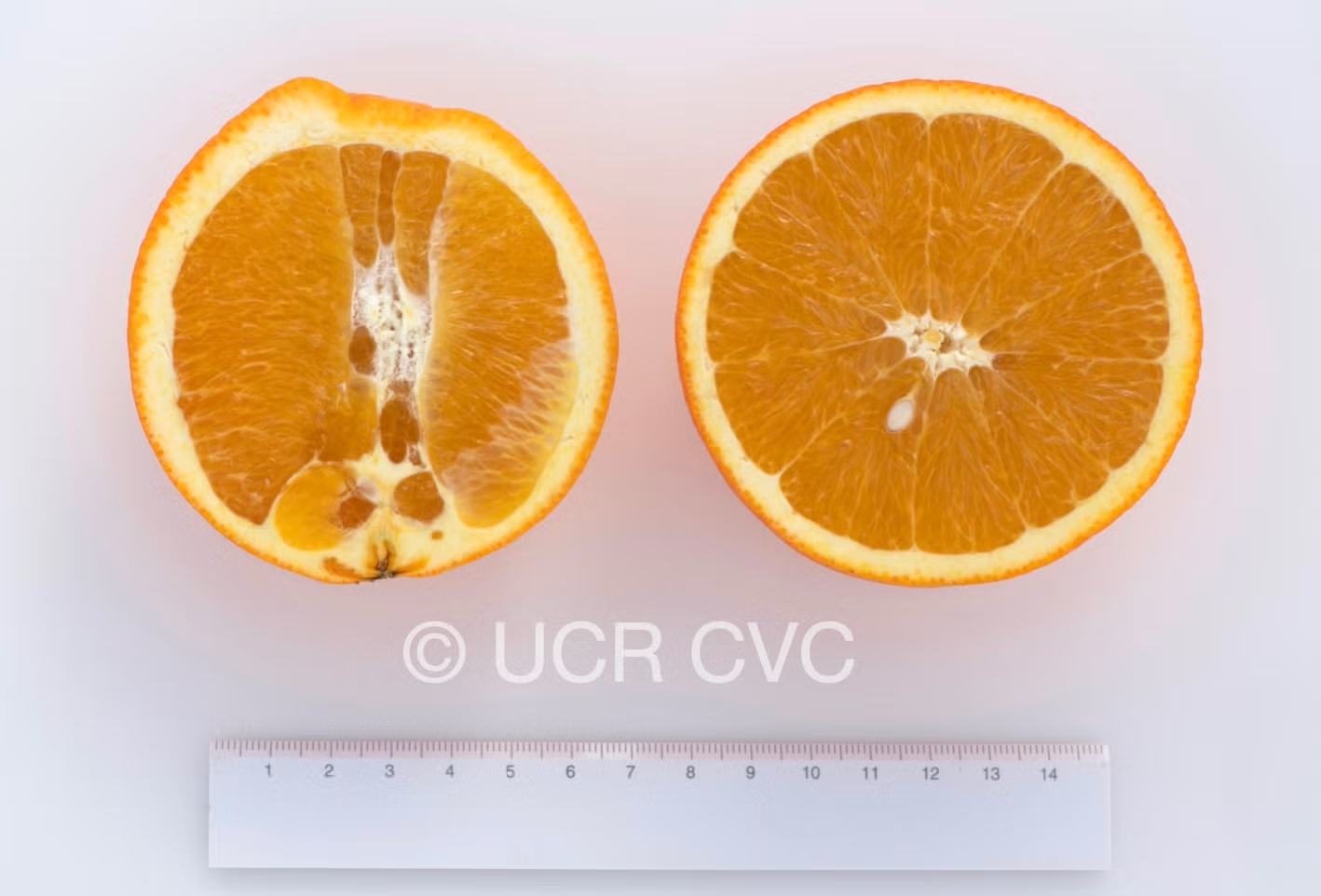T.I. Rush Navel Orange Budwood citrus plant material online shopping