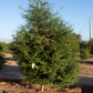 Misterioso Australian Finger Lime Budwood citrus plant material online shopping