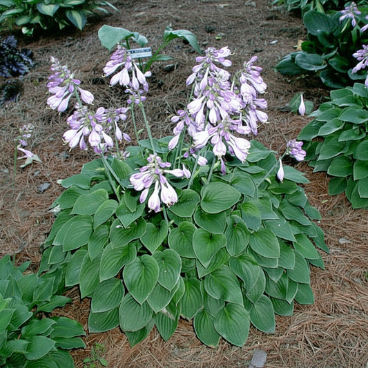Lakeside Neat Petite Hosta Plants online shopping