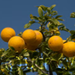 Rich 16-6 Trifoliate Budwood citrus plant material online shopping