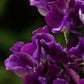 My Navy Sweet Pea seeds online shopping