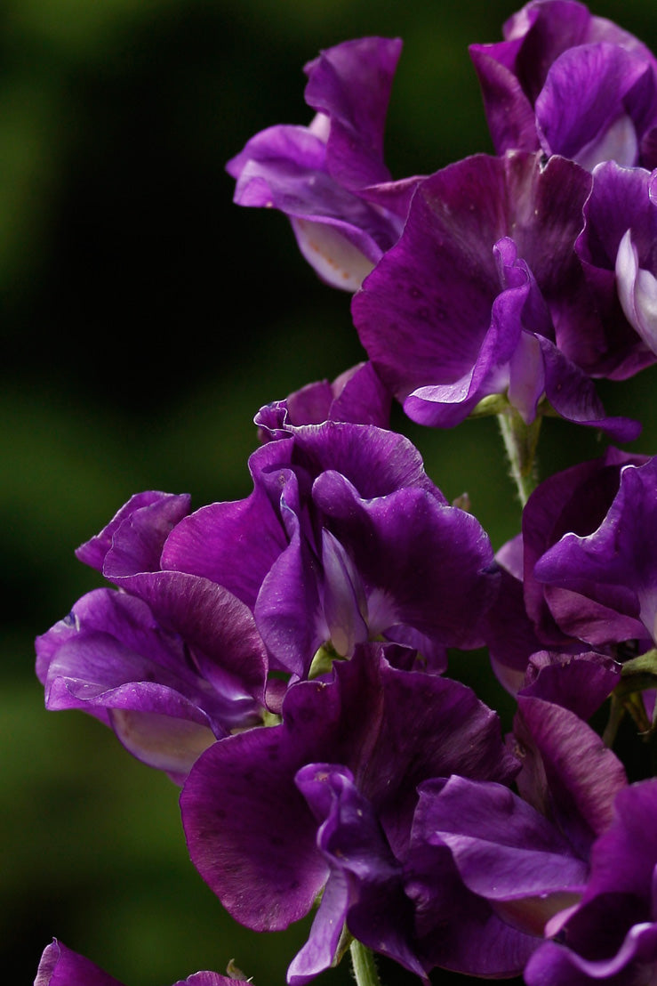 My Navy Sweet Pea seeds online shopping