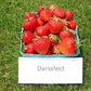 Darselect Mid Season Strawberry