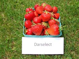 Darselect Mid Season Strawberry