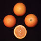 Cutter Nucellar Valencia Orange Budwood citrus plant material online shopping