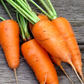 Kuroda Nova Carrot