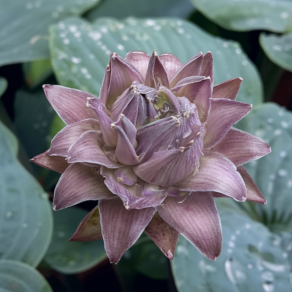 Blueberry Muffin Hosta Plants online shopping