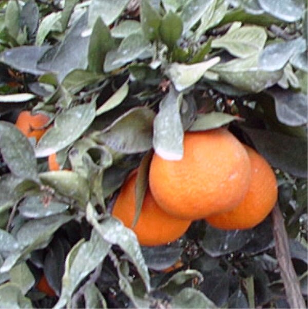Clausellina Satsuma Mandarin Budwood citrus plant material online shopping