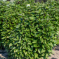 Thai Tower Basil seeds online shopping