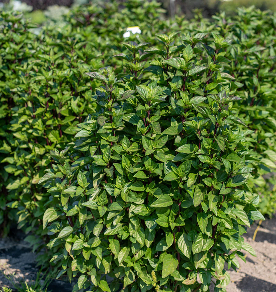 Thai Tower Basil seeds online shopping