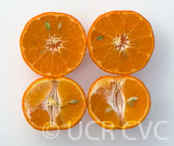 Michal Mandarin Budwood citrus plant material online shopping