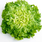 Broadleaf Batavian Escarole Chicory