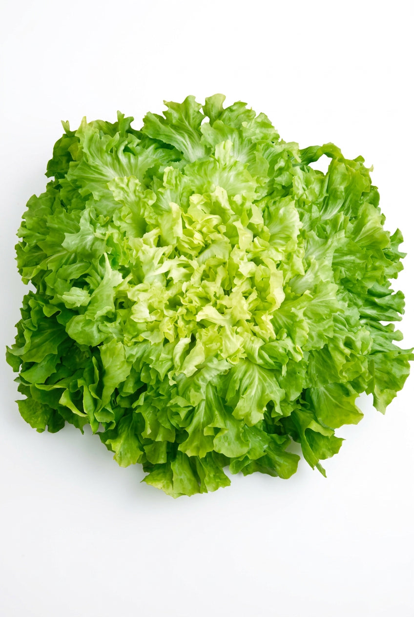 Broadleaf Batavian Escarole Chicory