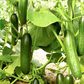 Lebanese Beit Alpha Cucumber