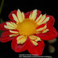 Wheels Dahlia Plants online shopping