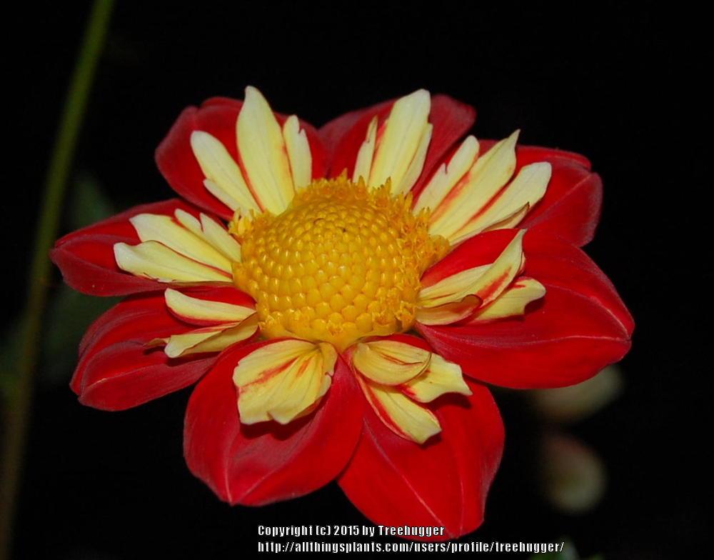 Wheels Dahlia Plants online shopping