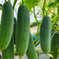 Mercury F1 Cucumber