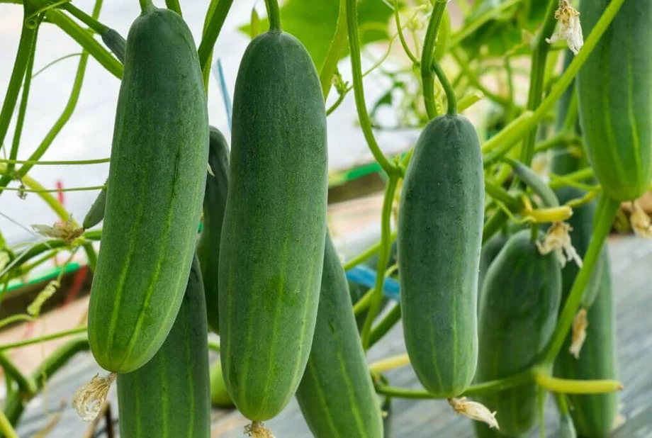 Mercury F1 Cucumber