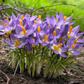 Tricolor Snow Crocus Corms