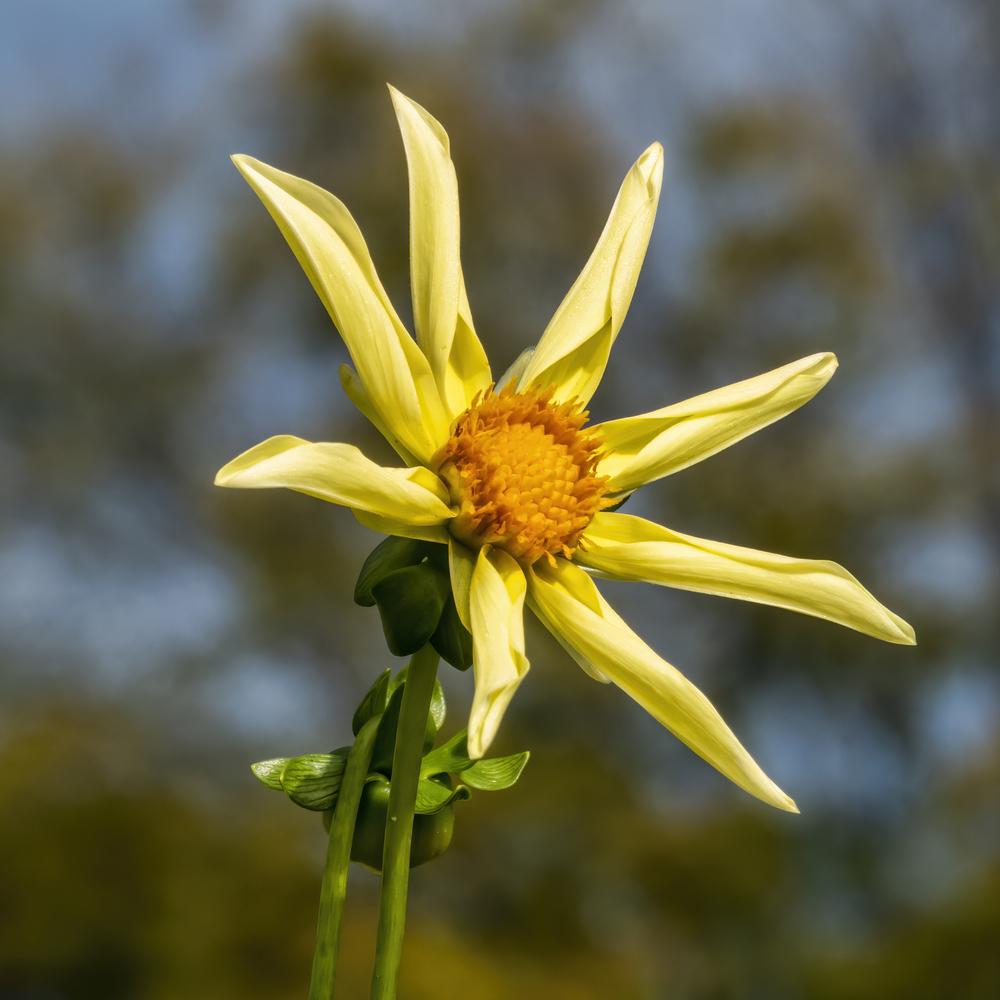 Honka Dahlia