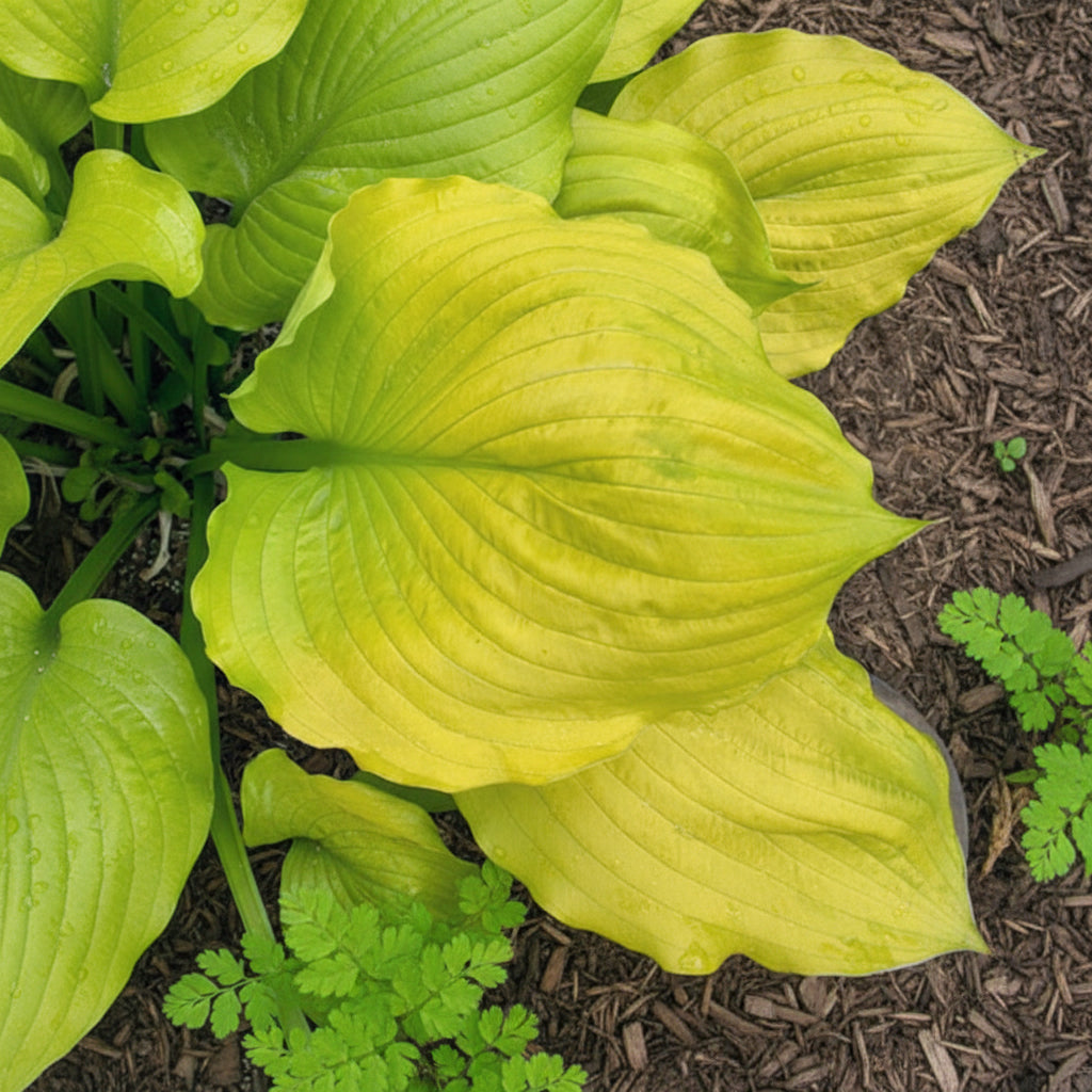 Seasons In The Sun Hosta Plants online shopping
