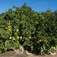Reinking Pummelo Budwood citrus plant material online shopping