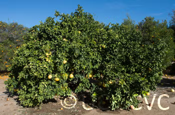 Reinking Pummelo Budwood citrus plant material online shopping