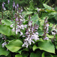Sparkling Burgundy Hosta Plants online shopping